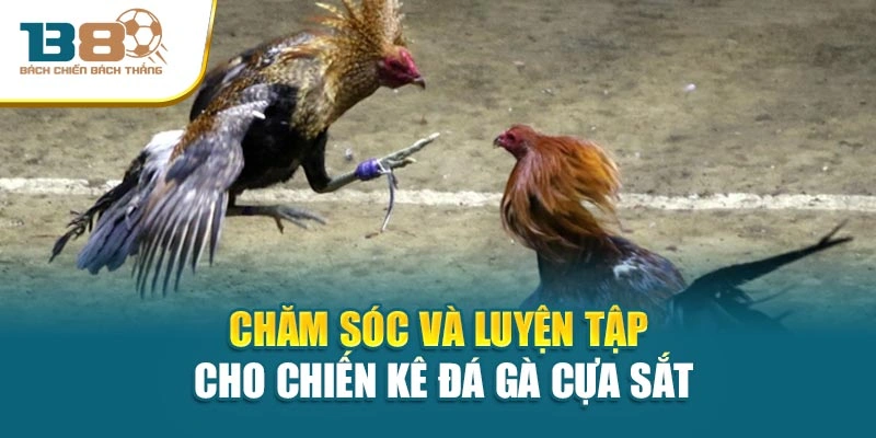 Chăm sóc và luyện tập cho chiến kê đá gà cựa sắt