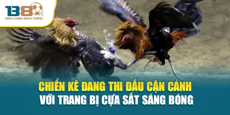 Chiến kê đang thi đấu cận cảnh với trang bị cựa sắt sáng bóng