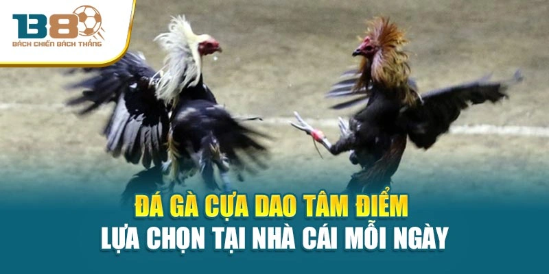 Đá gà cựa dao tâm điểm lựa chọn tại nhà cái mỗi ngày