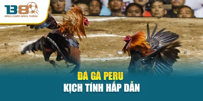 Đá gà Peru kịch tính hấp dẫn