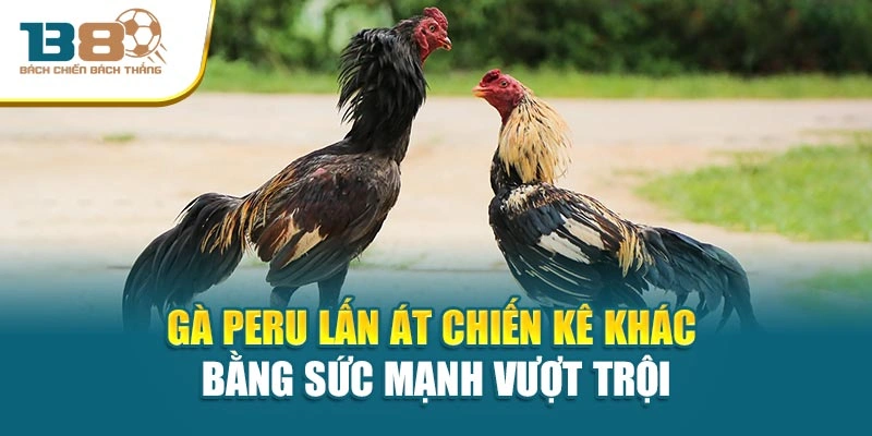 Gà Peru lấn át chiến kê khác bằng sức mạnh vượt trội