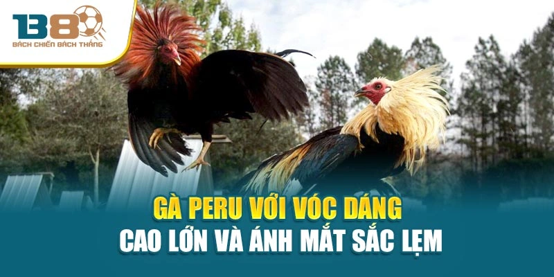 Gà Peru với vóc dáng cao lớn và ánh mắt sắc lẹm