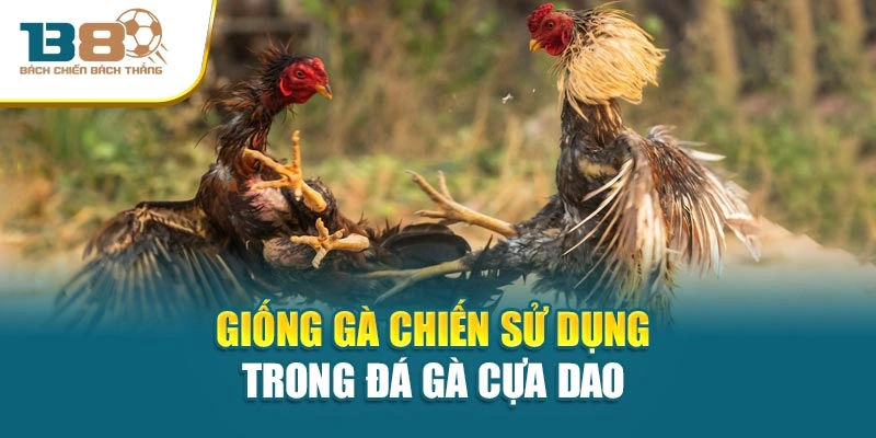 Giống gà chiến sử dụng trong đá gà cựa dao 