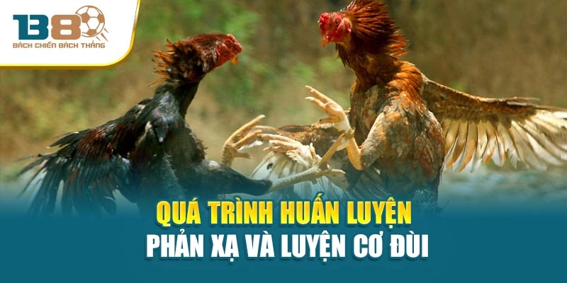 Quá trình huấn luyện phản xạ và luyện cơ đùi