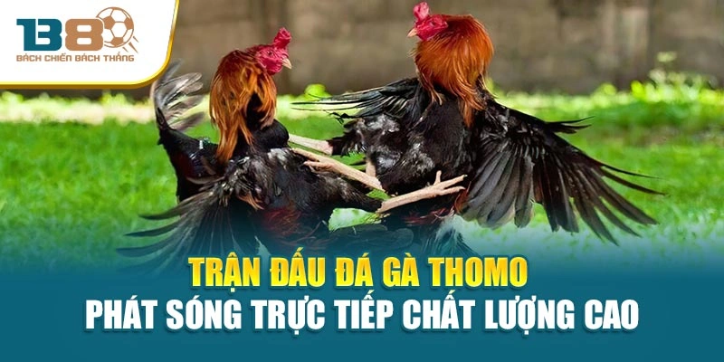 Trận đấu đá gà Thomo phát sóng trực tiếp chất lượng cao