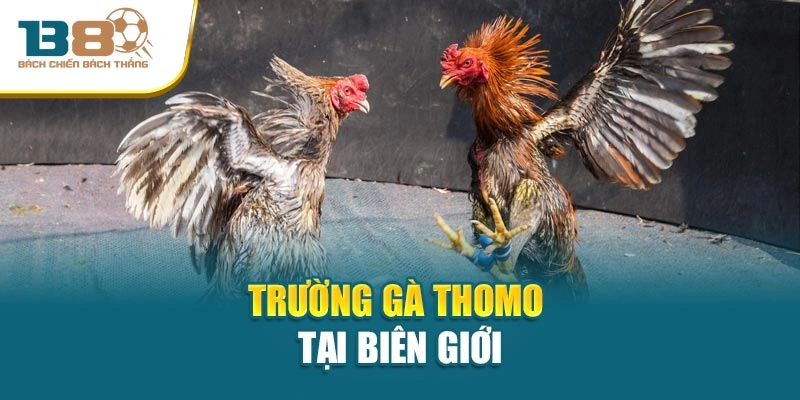Trường gà Thomo tại biên giới